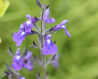 Salvia Delice Feline 2 845x684