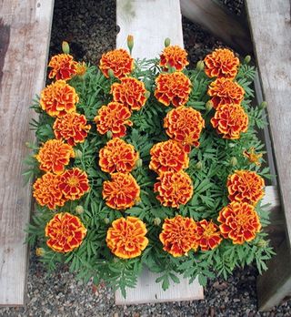 Tagetes King Flame