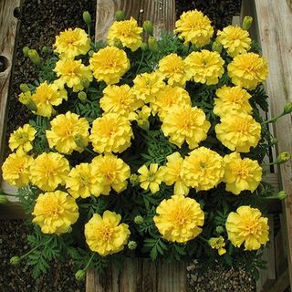 Tagetes King Yellow