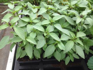 Thaise basilicum