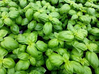 Basilicum1