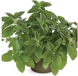 Citroenmunt hillary sweet lemon