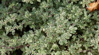 Citroentijm silver queen