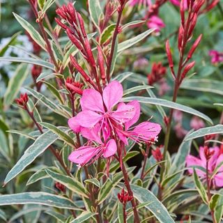 Gambit variegated rose