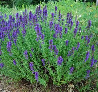 Hyssop1