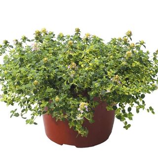 Kruiptijm doone valley