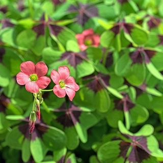 Limoenklaver iron cross