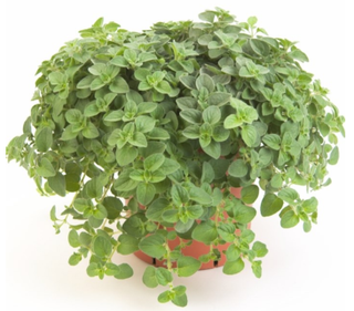 Oregano1