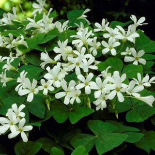 Oxalis triangularis ssp papilionacea 10517