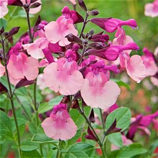 Salvia melba magic peach