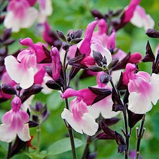 Salvia melba magic raspberry