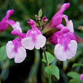 Salvia melba magic strawberry