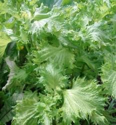 Shiso groen1
