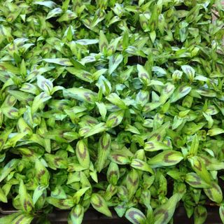 Vietnamese Koriander